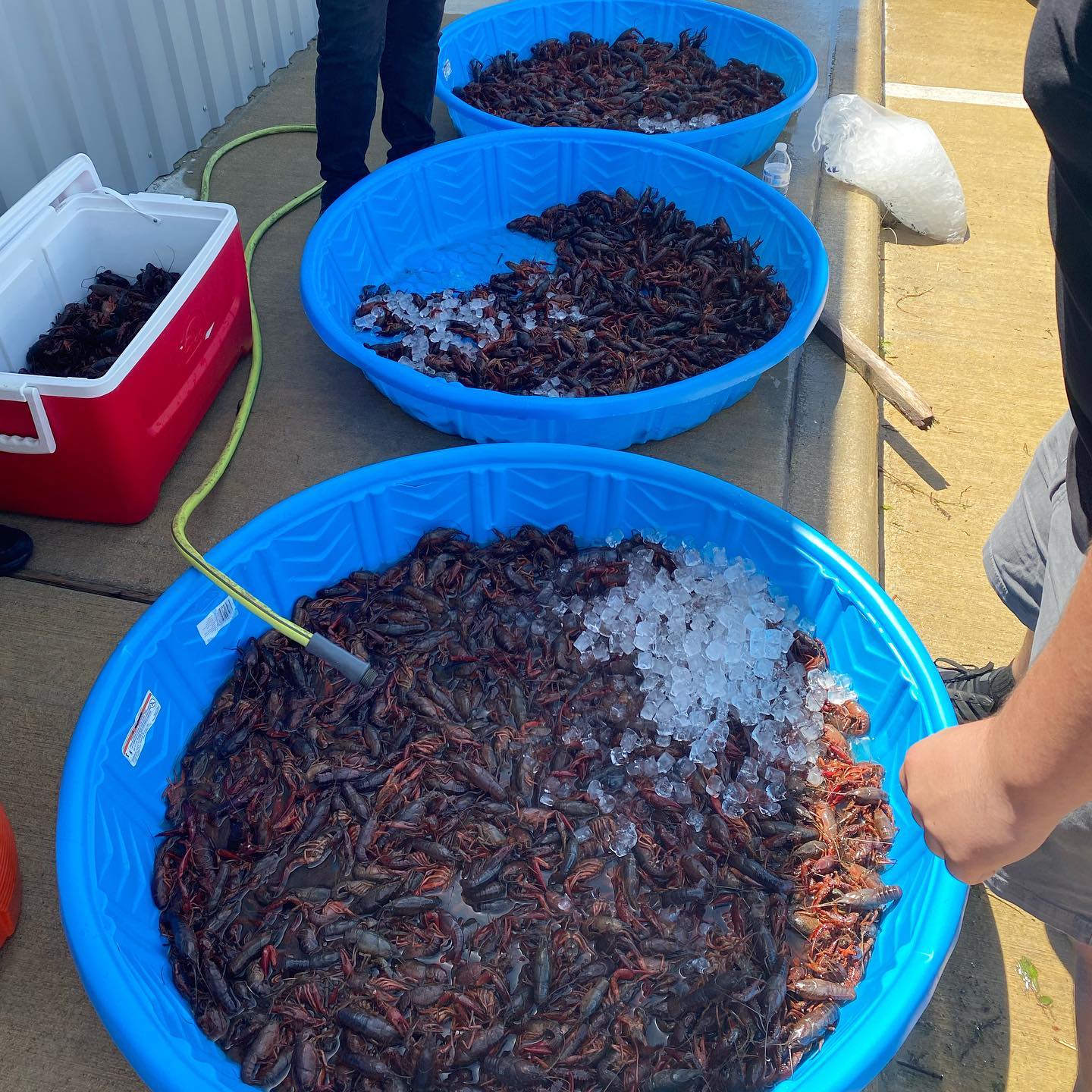 Crawfish preparation pools